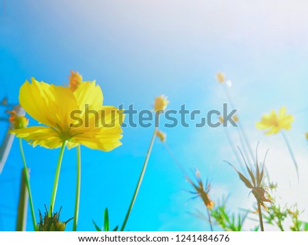 Blurry images of cosmos yellow flowers.
