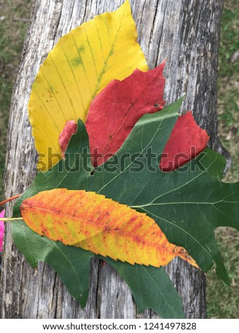 Autumn leaves colors