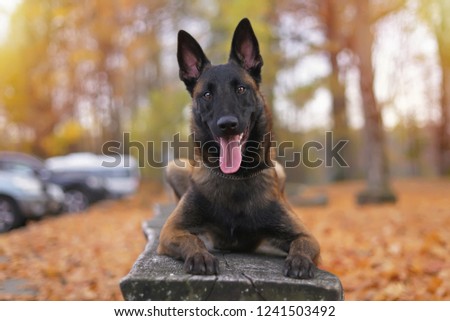 Young happy Belgian Shepherd dog Malinois with a chain collar lying outdoors on a wooden bench in autumn Royalty-Free Stock Photo #1241503492