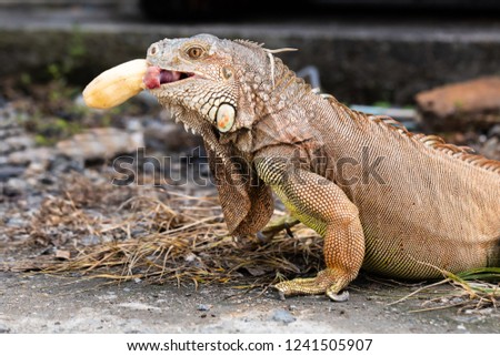 Close-up portrait of a iguana (Iguana iguana) eating a banana.