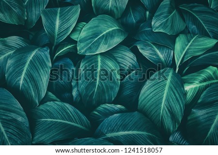 tropical leaves, dark green foliage, abstract nature background Royalty-Free Stock Photo #1241518057