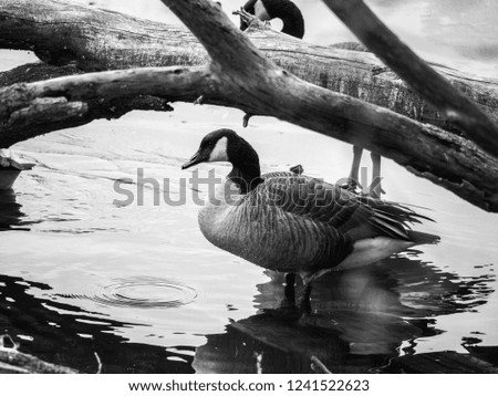 A black and white photograph of a Canadian goose standing on melting ice with a bare tree branch in the background in winter.
