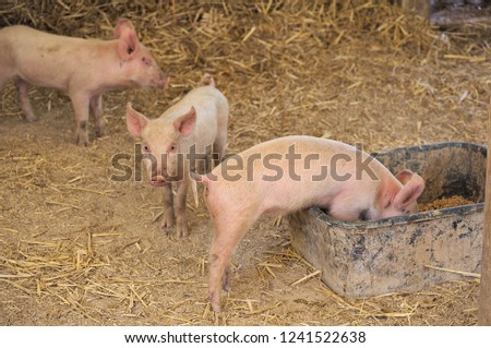 3 baby piglets in a holding pen and one is eating from the food trough