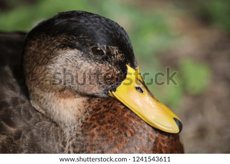 The wild duck