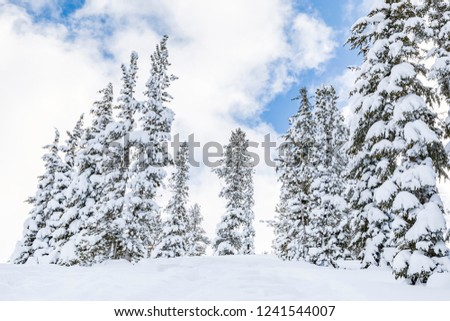 Pine trees covered in snow in sunny winter day
