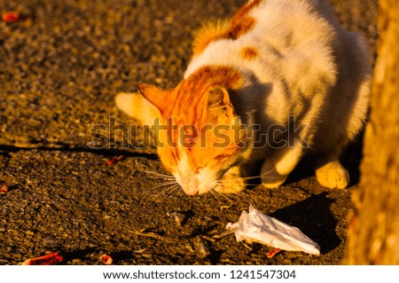 Street cat eating what it founds outdoor in the street of a Turkish summer and holiday vacation town during sunset 