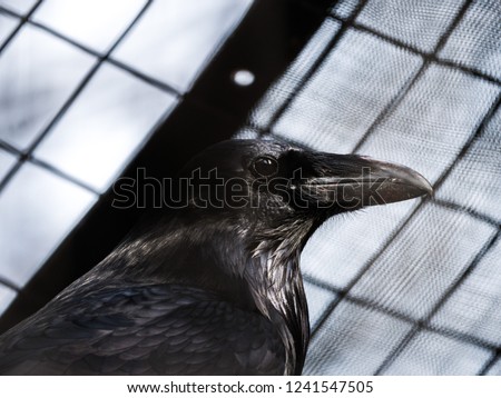 A close up photograph of a the head and upper body of a black beaked black feathered raven with a grid of fencing beyond.