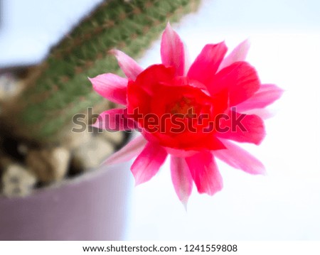 Lobivia cactus. Red cactus flower blooming.