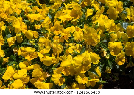 Pretty bright yellow flowers of pansy  derived by hybridization from several species in the section Melanium of the genus Viola particularly,  flowering in winter are delightfully cheerful.