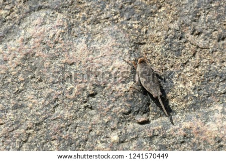 grey grasshopper on rock