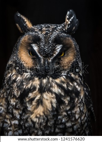 A close up wildlife photograph of a beautiful great horned owl with vivid orange or yellow eyes, speckled feathers, dark tones and black background at night.