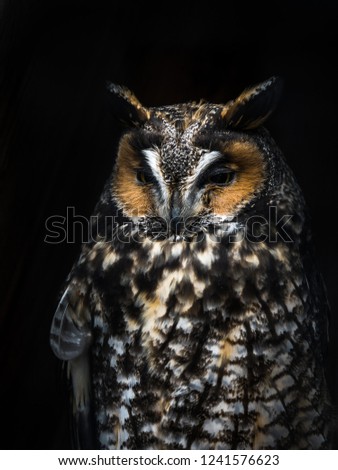 A close up wildlife photograph of a beautiful great horned owl with vivid orange or yellow eyes, speckled feathers, dark tones and black background at night.