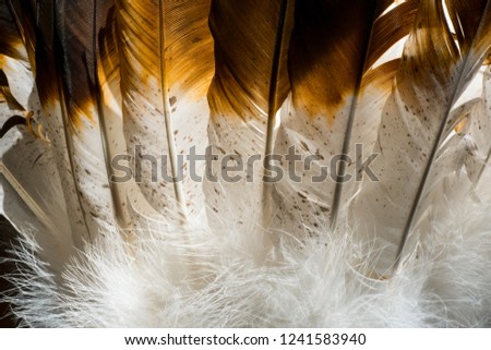 Native American Indian feathers close up from an Indian headress costume.