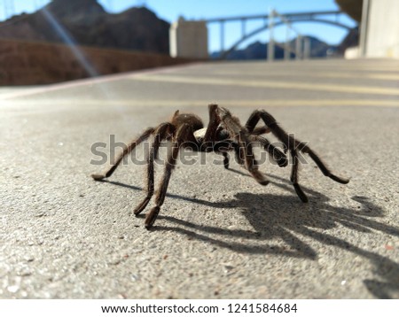 Tarantula in natural habitat, Theraphosidae at hoover dam nevada