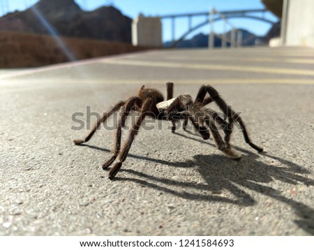 Tarantula in natural habitat, Theraphosidae at hoover dam nevada