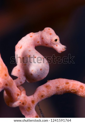 Amazing underwater world - Hippocampus denise - Denise's pygmy seahorse. Tulamben, Bali, Indonesia.
