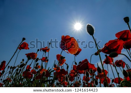 red poppies on background of blue sky, digital picture taken in Italy, Europe