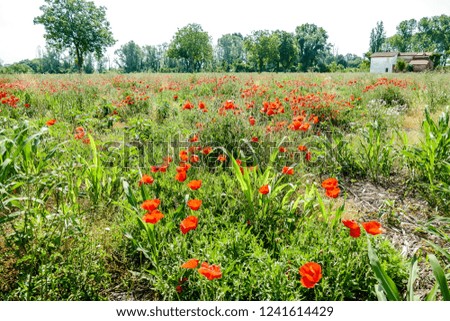 red flowers in the garden, digital picture taken in Italy, Europe