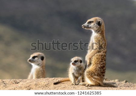 Meerkat or suricate (Suricata suricatta). Kalahari adult and juvenile. South Africa