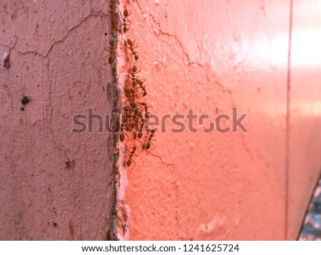 Closeup red ants on concrete wall 