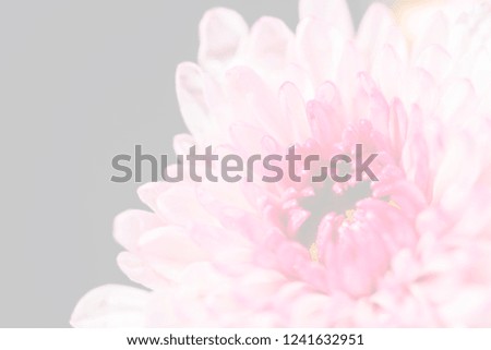 Closeup image of pink chrysanthemum flower soft tone color for background.