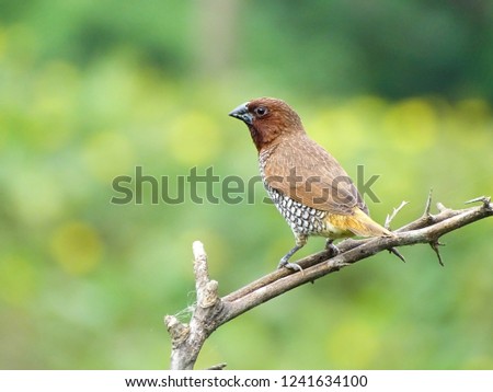 A cute little scaly breasted munia  bird is searching for food .bird with beautiful natural background . cute little small bird . sitting alone . 