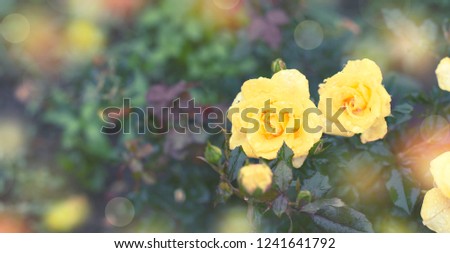 Banner Yellow rose Bush in the garden Blooming plant blurred background selective focus. Top view