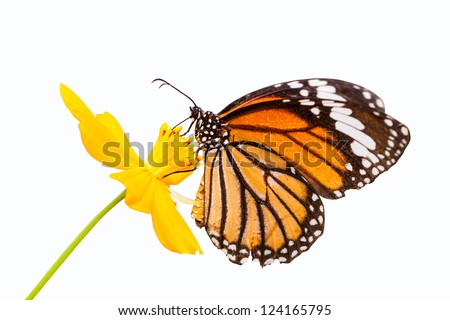 Monarch butterfly seeking nectar on a flower on white background using path