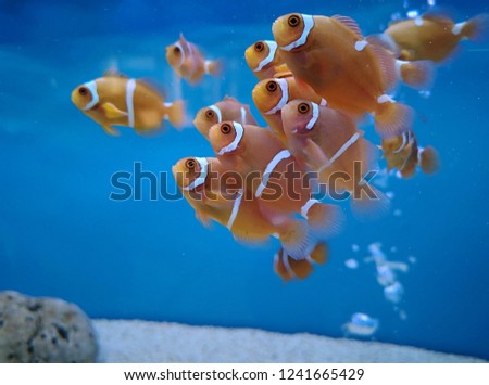 Close​ Up​ Fish Royalty-Free Stock Photo #1241665429