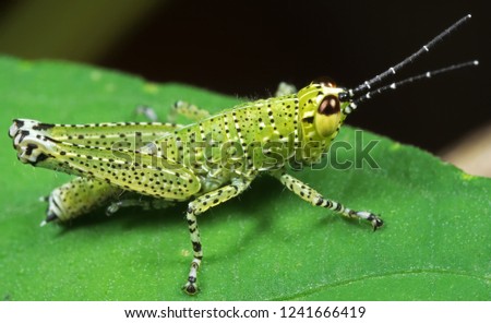 Macro Photography of Spotted Grasshopper on Green Leaf