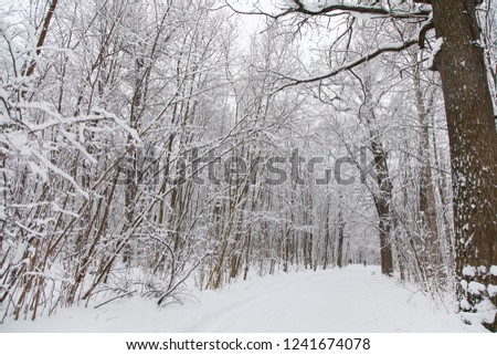 Beautiful winter forest landscape, trees covered with snow