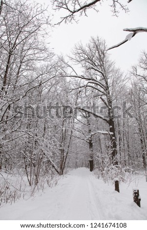 Beautiful winter forest landscape, trees covered with snow