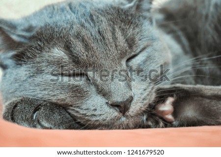 Sleeping grey cat close-up. Muzzle of a sleeping cat
