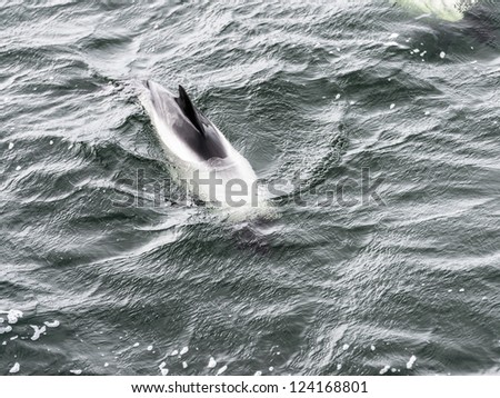 Draft Minke whale. South Atlantic Ocean waters