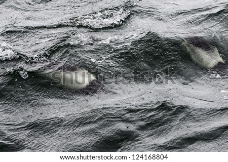 Draft Minke whale. South Atlantic Ocean waters