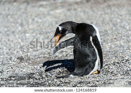 Gentoo penguin.  Falkland Islands, South Atlantic Ocean, British Overseas Territory