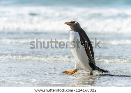 Gentoo penguin and a wave.  Falkland Islands, South Atlantic Ocean, British Overseas Territory