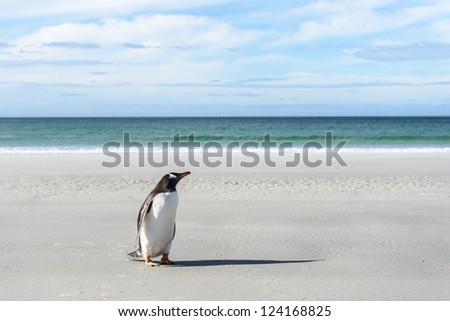 Gentoo penguin on the coast.  Falkland Islands, South Atlantic Ocean, British Overseas Territory