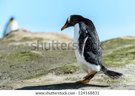 Gentoo penguin on the ground.  Falkland Islands, South Atlantic Ocean, British Overseas Territory