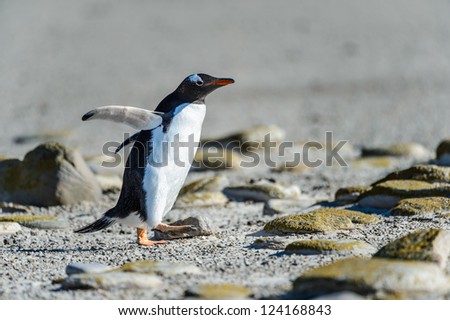Gentoo penguin among the stones.  Falkland Islands, South Atlantic Ocean, British Overseas Territory