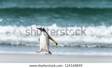 Gentoo penguin in front of the wave.  Falkland Islands, South Atlantic Ocean, British Overseas Territory