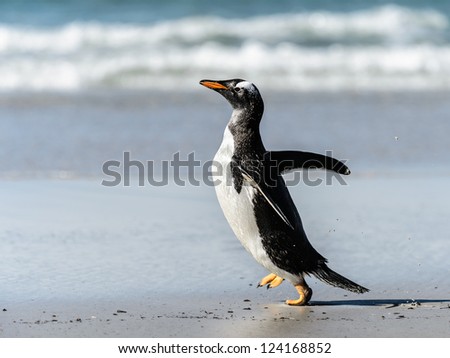 Gentoo penguin poses.  Falkland Islands, South Atlantic Ocean, British Overseas Territory