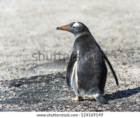 Gentoo penguin from the back.  Falkland Islands, South Atlantic Ocean, British Overseas Territory