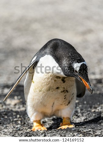 Gentoo penguin looks down.  Falkland Islands, South Atlantic Ocean, British Overseas Territory