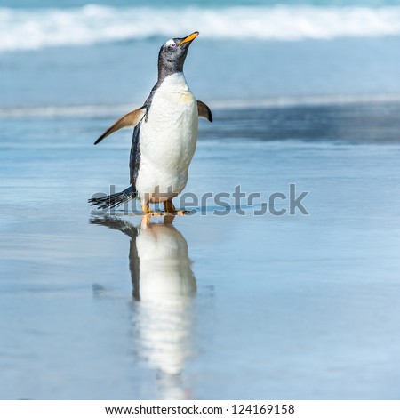 Gentoo penguin in the water.  Falkland Islands, South Atlantic Ocean, British Overseas Territory