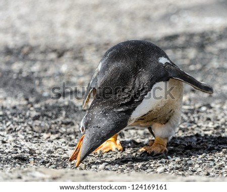 Gentoo penguin looks for the food.  Falkland Islands, South Atlantic Ocean, British Overseas Territory