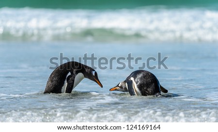Gentoo penguins in the water.  Falkland Islands, South Atlantic Ocean, British Overseas Territory
