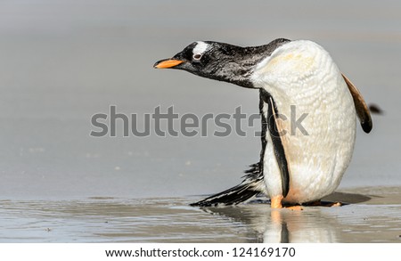 Gentoo penguin.  Falkland Islands, South Atlantic Ocean, British Overseas Territory