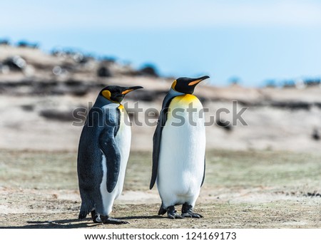 Two KIng penguins over the coast.  Falkland Islands, South Atlantic Ocean, British Overseas Territory