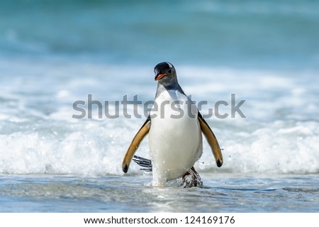 Gentoo penguin and a wave.  Falkland Islands, South Atlantic Ocean, British Overseas Territory